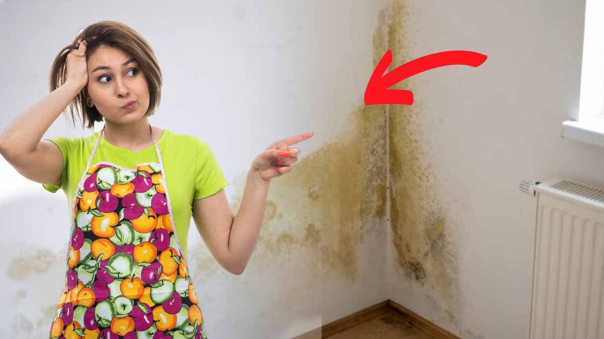 Comment en finir avec l'humidité dans votre maison grâce à cette astuce à 50 centimes ?