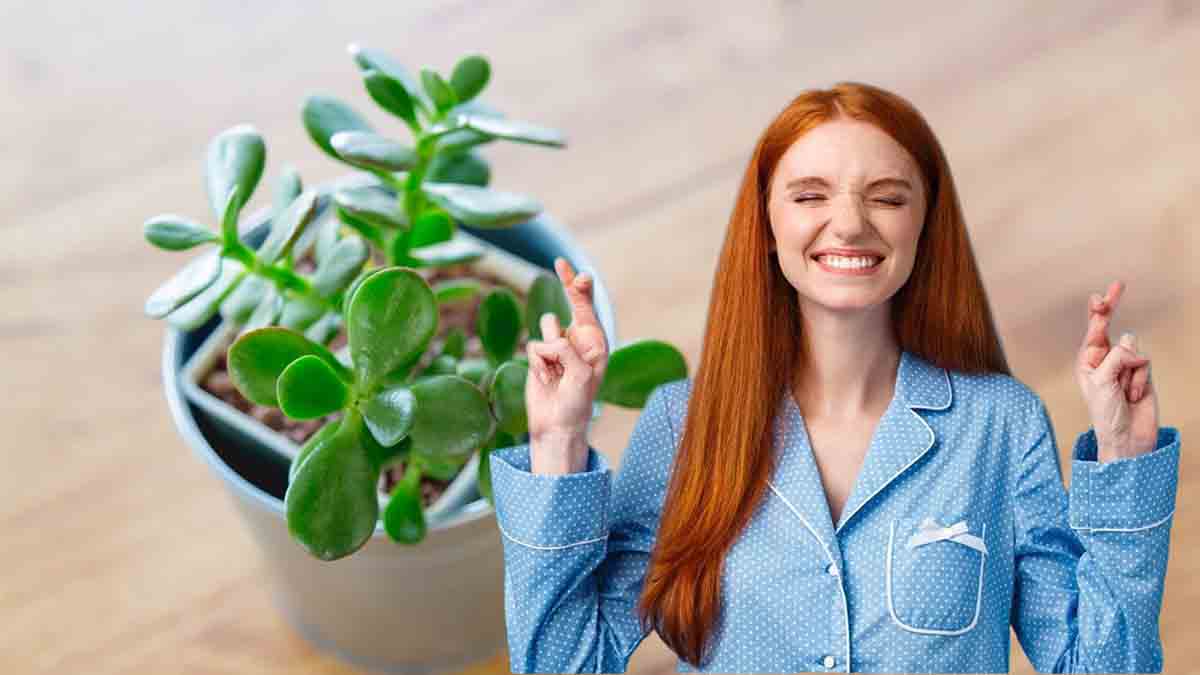 Plante de jade : où la placer pour attirer chance et prospérité chez vous ?