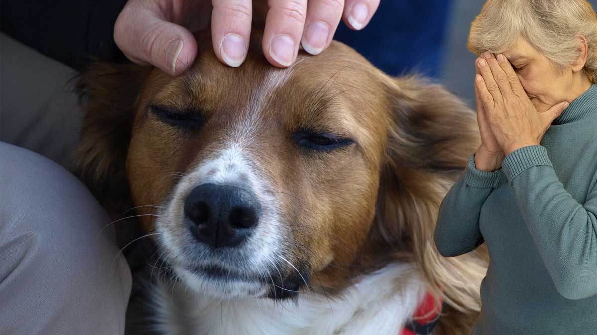 Seniors : jusqu'à quel âge peut-on adopter un chien à la SPA ?