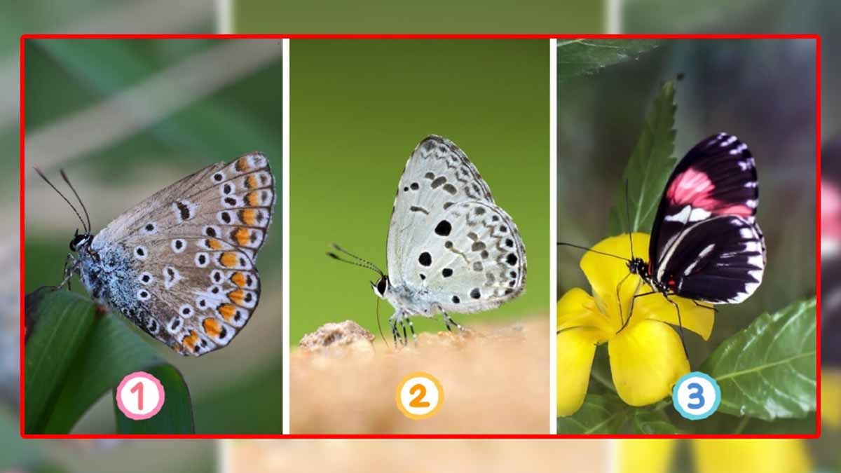 Test de personnalité : quel est le papillon qui vous inspire le plus ?