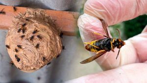 Alerte au frelon asiatique : des nids enterrés découverts, une nouvelle menace pour l'environnement