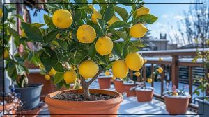 Citronniers : les secrets pour les protéger du froid hivernal, selon les experts