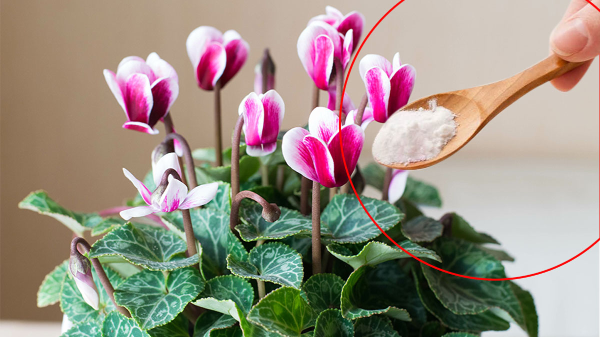 Cyclamen : les secrets d'une plante luxuriante qui s’épanouit à l’infini