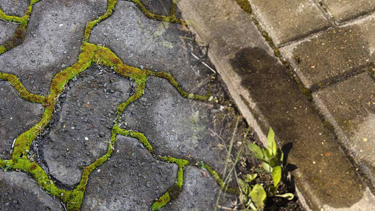 Dalles en pierre envahies par les lichens ? Voici comment nettoyer vos sols extérieurs naturellement !
