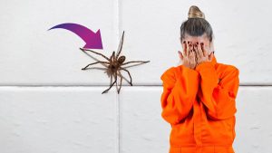Des araignées chez vous ? Voici leur passage secret que vous ignorez totalement !