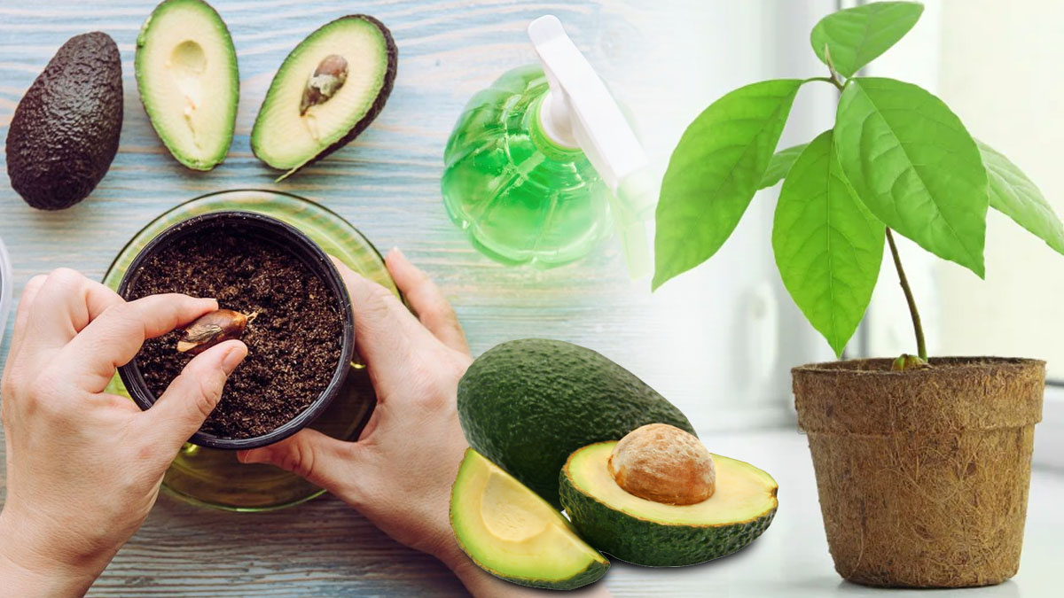Faites pousser un avocatier chez vous sans verre ni cure-dents : l’astuce simplissime