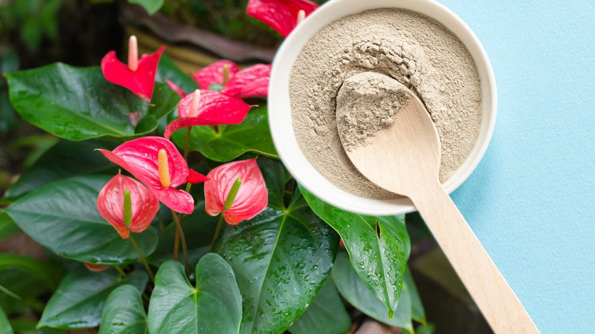 L'Anthurium, la plante qui défie le temps : un simple geste pour la faire fleurir pendant des années !