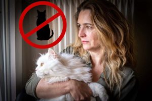 Mauvaise nouvelle pour les propriétaires de chats : interdiction imminente qui va tout changer