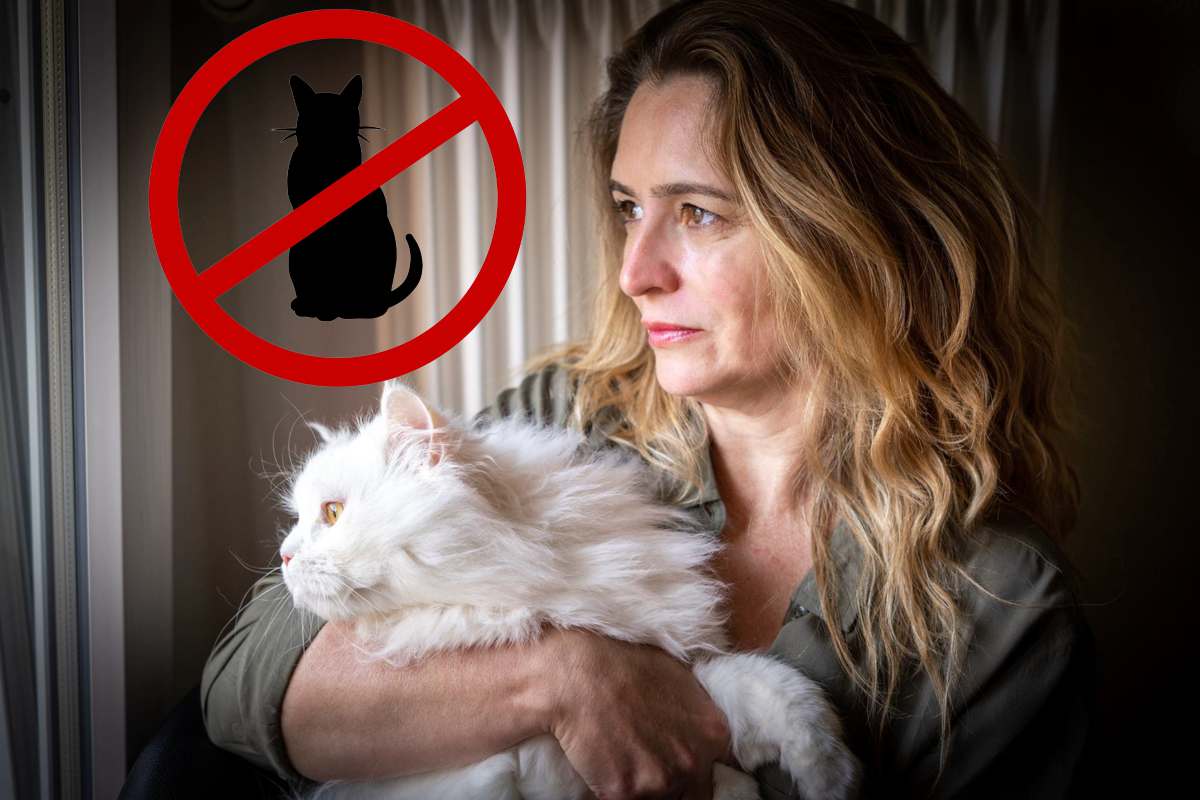 Mauvaise nouvelle pour les propriétaires de chats : interdiction imminente qui va tout changer