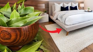 Mettez des feuilles de laurier sous votre lit : ce remède ancestral va vous surprendre !