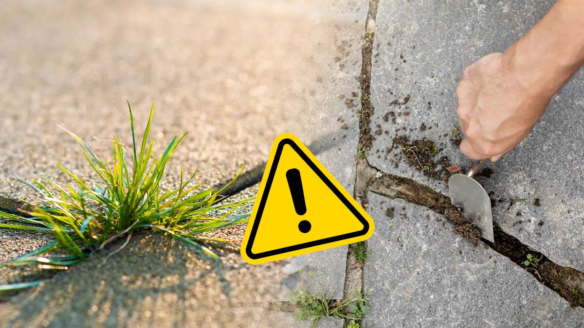 Ne jamais arracher les mauvaises herbes entre les carreaux : une erreur que beaucoup commettent