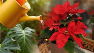Poinsettia : appliquez cette méthode d’arrosage malin pour une floraison toute l'année !