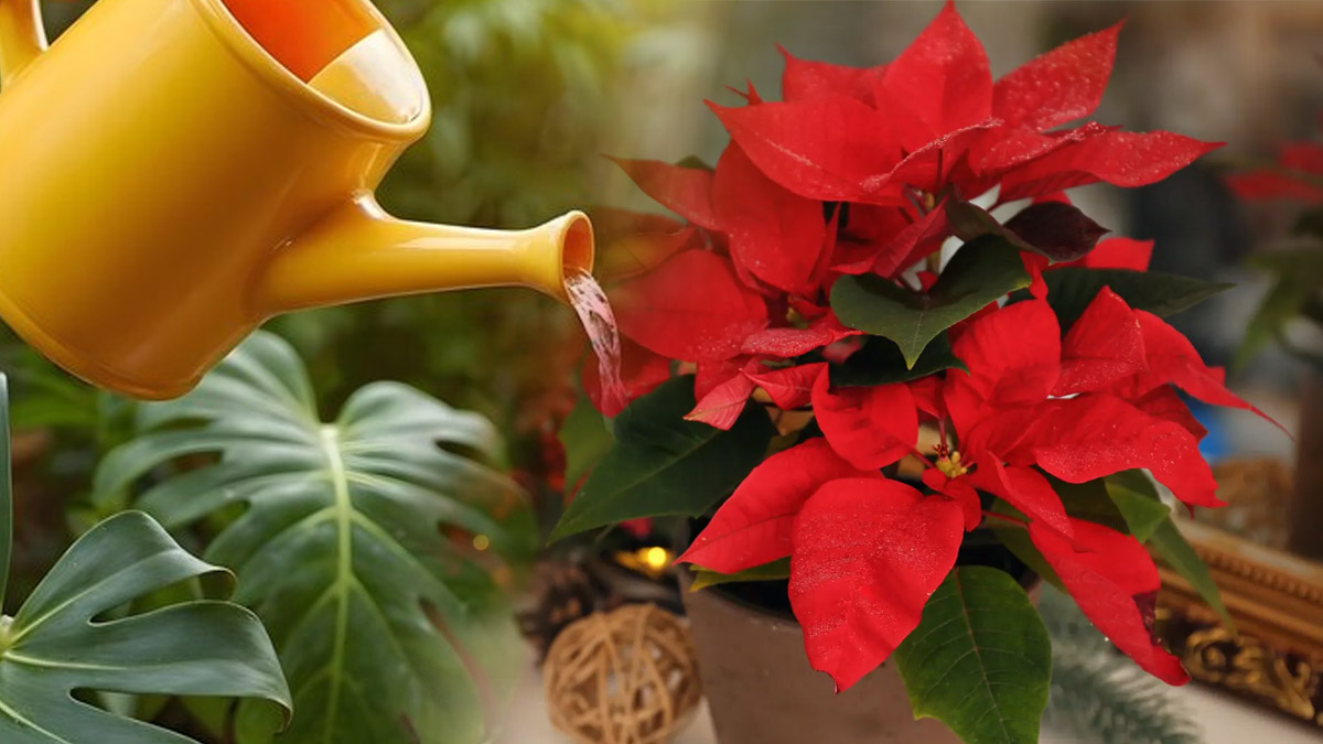 Poinsettia : appliquez cette méthode d’arrosage malin pour une floraison toute l'année !
