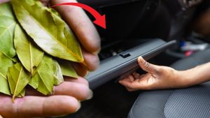 Pourquoi mettre du laurier dans la boîte à gants de votre voiture ? Une astuce méconnue mais surprenante !
