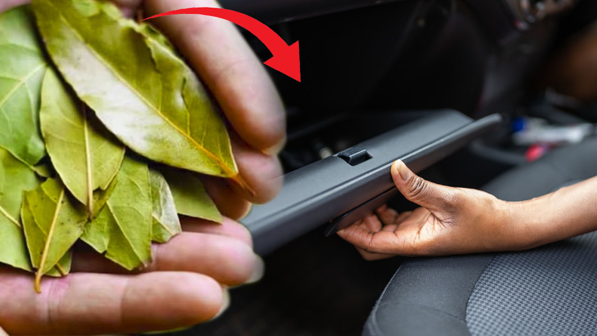 Pourquoi mettre du laurier dans la boîte à gants de votre voiture ? Une astuce méconnue mais surprenante !