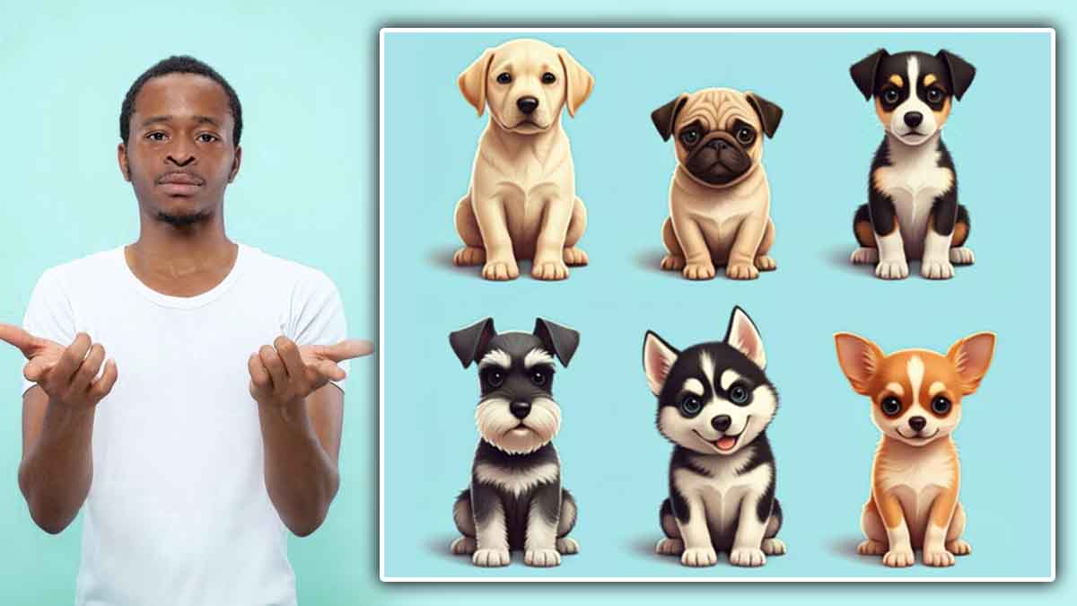 Test psychologique : choisissez votre chien préféré et découvrez si vous avez l'âme d'un leader en 40 secondes !