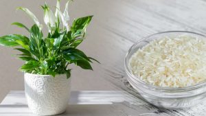 Un lys de la paix en pleine forme ? Ajoutez une poignée de ceci et il fleurira généreusement !