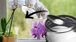 Verser une cuillère de ce produit dans les orchidées : un secret pour les rendre plus belles et en pleine forme !