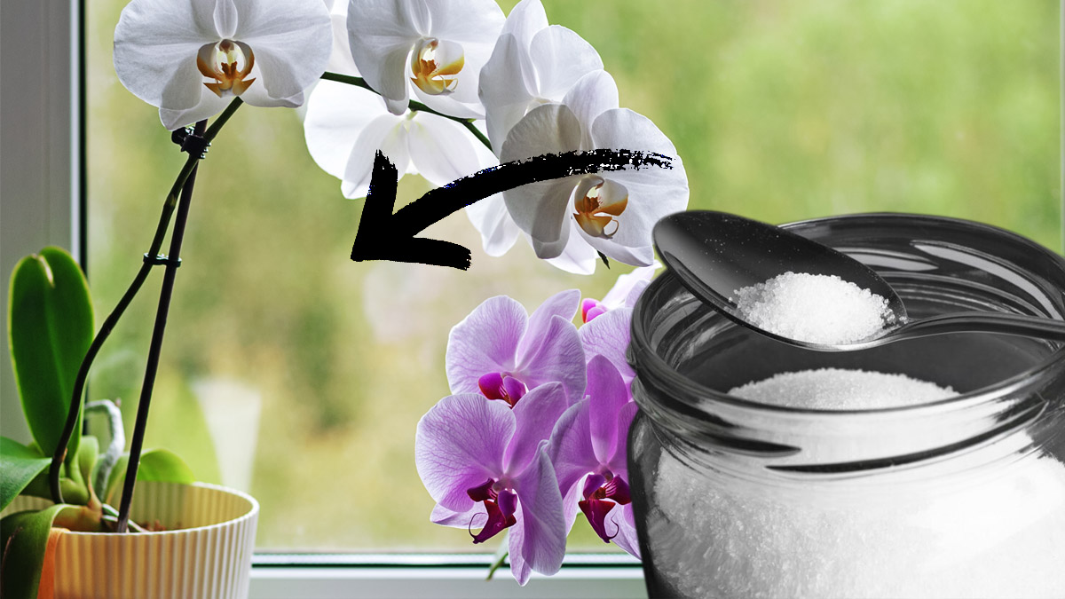 Verser une cuillère de ce produit dans les orchidées : un secret pour les rendre plus belles et en pleine forme !