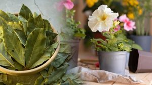1 tasse suffit pour transformer votre jardin en un paradis floral : le secret que les pépiniéristes ne connaissent pas !