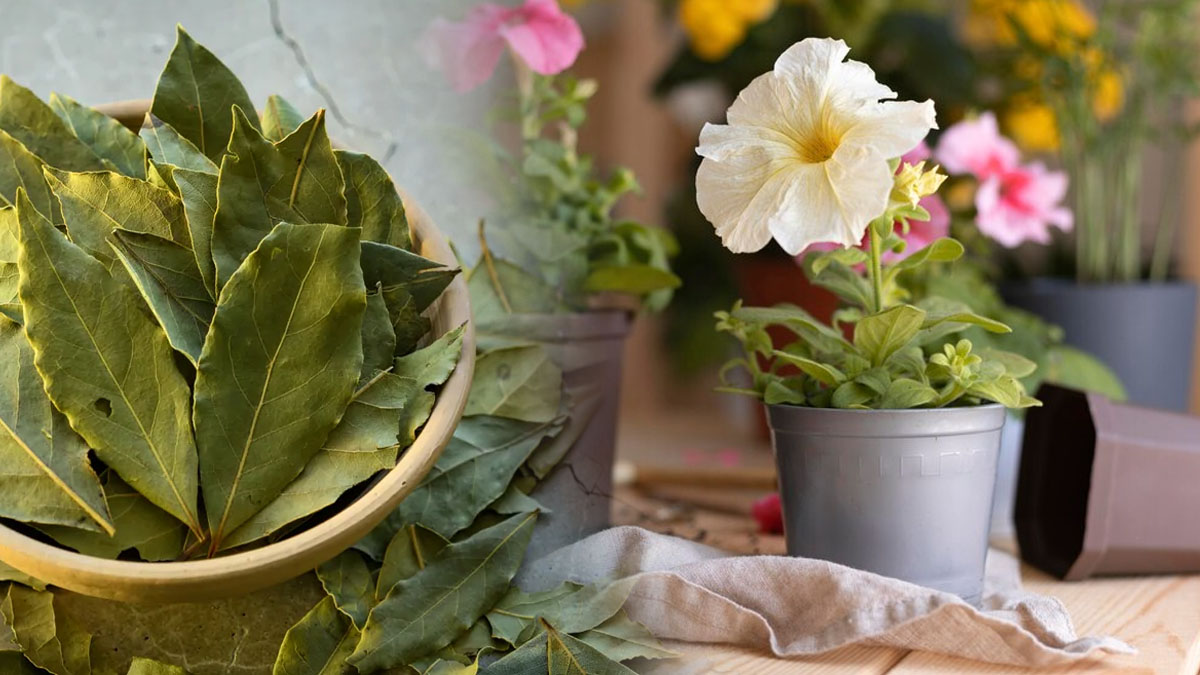 1 tasse suffit pour transformer votre jardin en un paradis floral : le secret que les pépiniéristes ne connaissent pas !