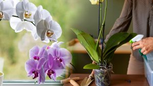 Comment arroser vos fleurs sans jamais les faire pourrir : le conseil des grands-mères