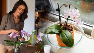 Comment arroser votre orchidée pour la faire vivre des années ? Le secret révélé !