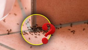 Comment les fourmis s'invitent chez vous : leur passage caché révélé !