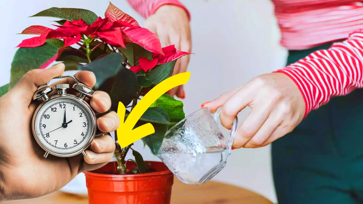 Étoile de Noël : ne commettez pas cette erreur d'arrosage, elle risque de pourrir en 4 jours !