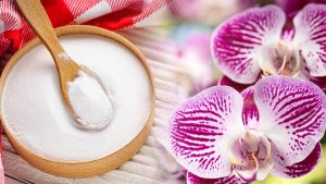 Gardez vos orchidées florissantes et en pleine santé toute l'année avec ce simple rituel hebdomadaire !