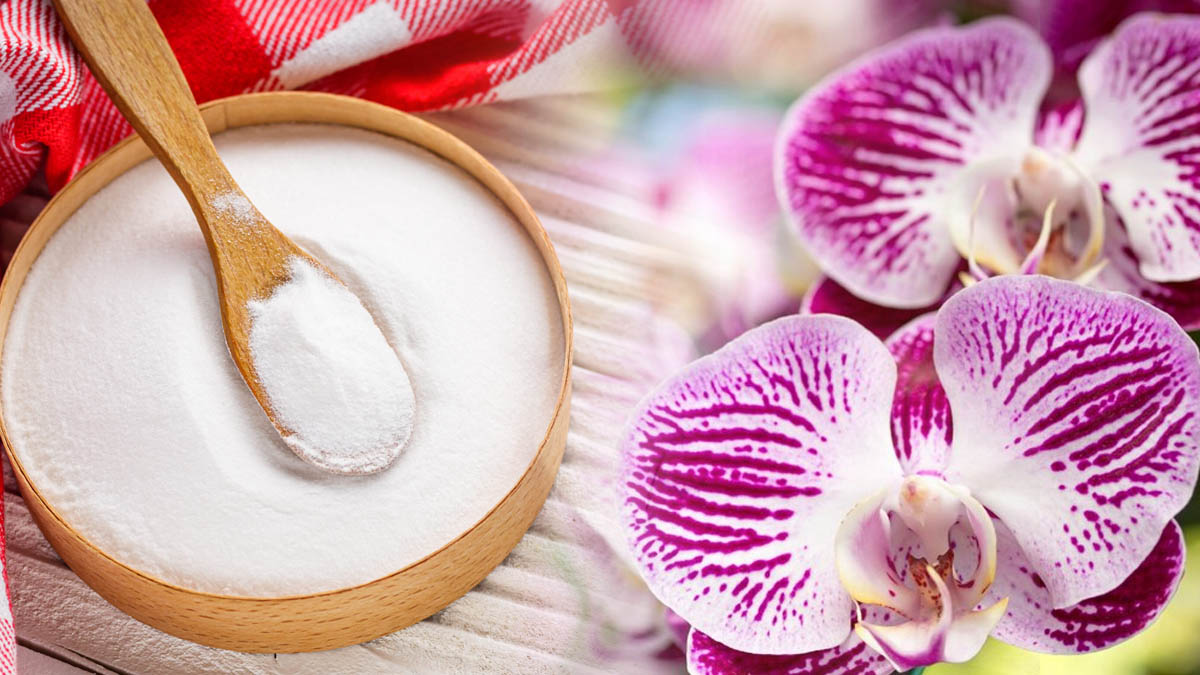 Gardez vos orchidées florissantes et en pleine santé toute l'année avec ce simple rituel hebdomadaire !