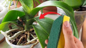 L'astuce de l'éponge fait renaître votre orchidée : vous allez halluciner !