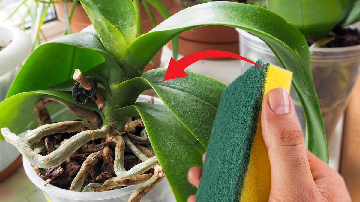 L'astuce de l'éponge fait renaître votre orchidée : vous allez halluciner !