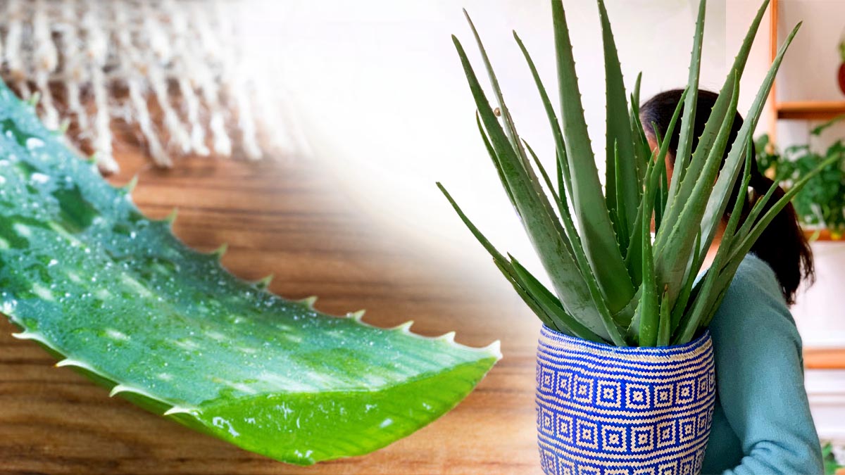 L'idée géniale pour transformer une feuille d'Aloe vera en une plante