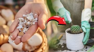 Ne jetez plus vos coquilles d'œufs : elles sont plus précieuses qu'elles en ont l'air !