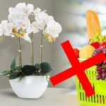 Ne placez jamais votre orchidée près d'un panier de fruits : voici pourquoi !