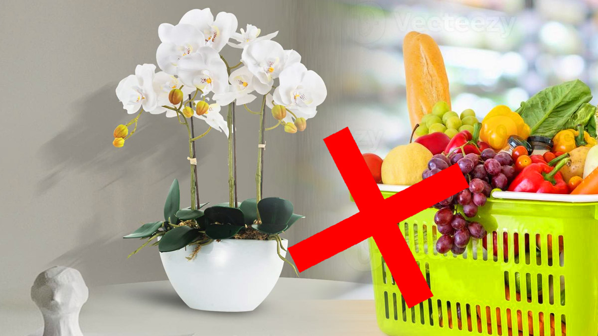 Ne placez jamais votre orchidée près d'un panier de fruits : voici pourquoi !
