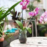 Orchidée : le secret pour qu’elle fleurisse en un rien de temps !