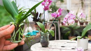 Orchidée : le secret pour qu’elle fleurisse en un rien de temps !