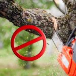 Peut-on légalement abattre un arbre dans son propre jardin ?