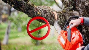 Peut-on légalement abattre un arbre dans son propre jardin ?