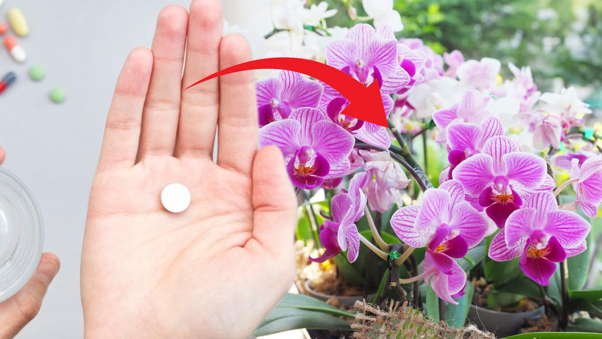 Un seul comprimé suffit pour une orchidée en fleur toute l’année !