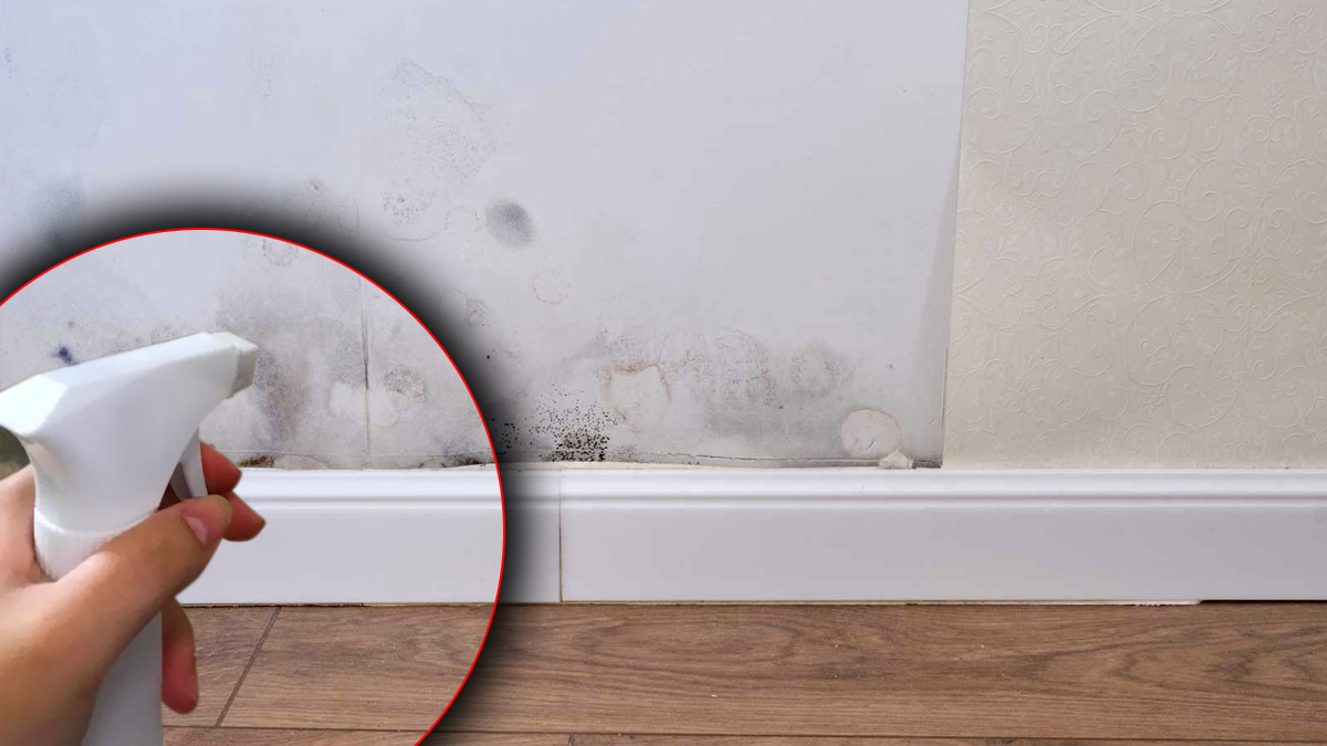 Vaporisez ce mélange magique sur vos murs et la moisissure disparaît en un clin d'œil !