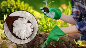 Voici ce qui se produit si vous utilisez le sel pour lave-vaisselle dans le jardin !